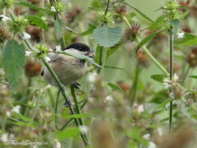 Marsh Tit, feeding habits