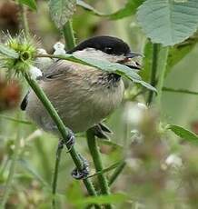 Mésange nonnette