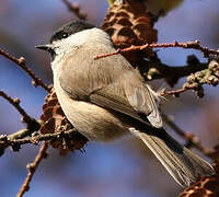 Marsh Tit