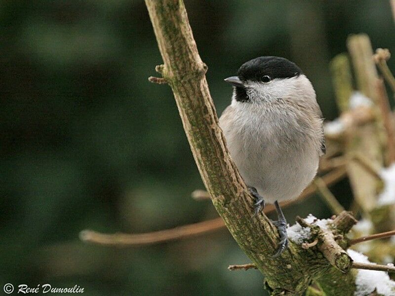 Mésange nonnetteadulte