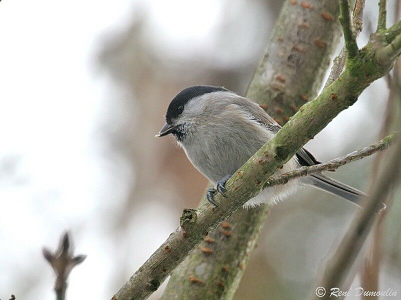 Mésange nonnetteadulte