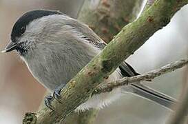 Marsh Tit