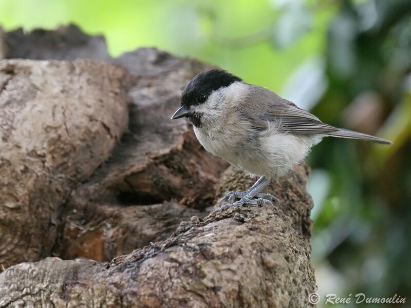 Mésange nonnetteadulte