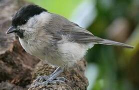 Marsh Tit