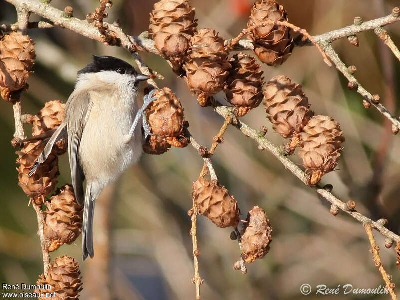 Mésange nonnetteadulte, régime, mange