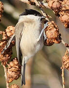 Marsh Tit