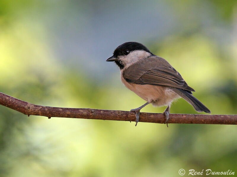 Marsh Titadult