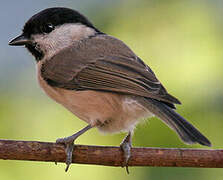 Marsh Tit