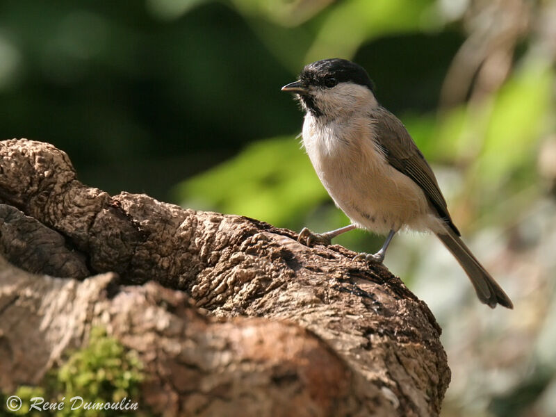 Marsh Tit