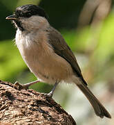 Marsh Tit