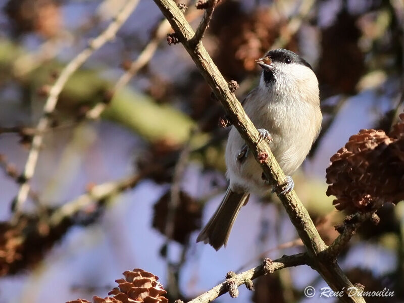 Mésange nonnetteadulte, régime