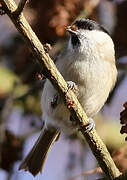 Marsh Tit