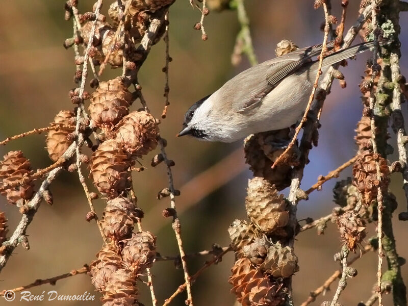 Mésange nonnetteadulte, identification