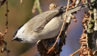 Mésange nonnette