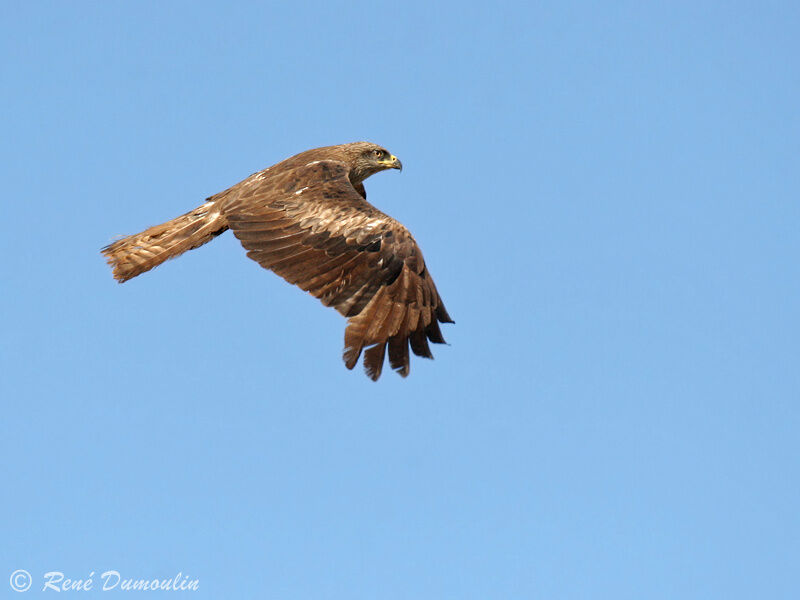 Black Kite