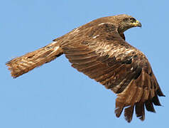 Black Kite