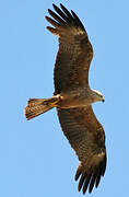 Black Kite