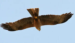 Black Kite