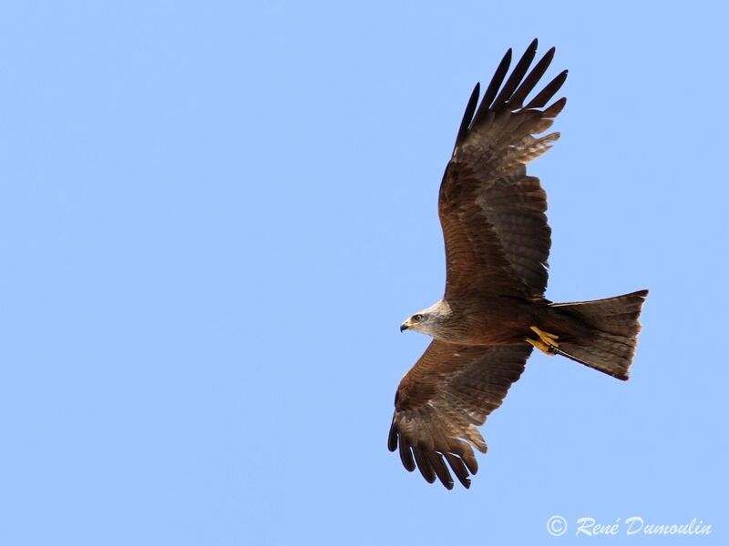 Black Kite, Flight