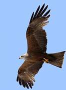 Black Kite