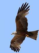 Black Kite