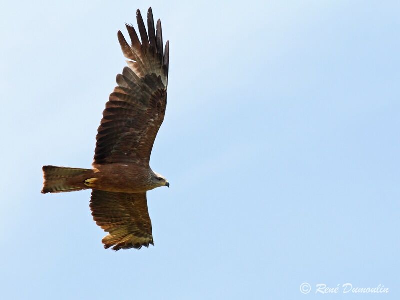 Black Kite, Flight