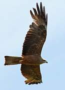 Black Kite