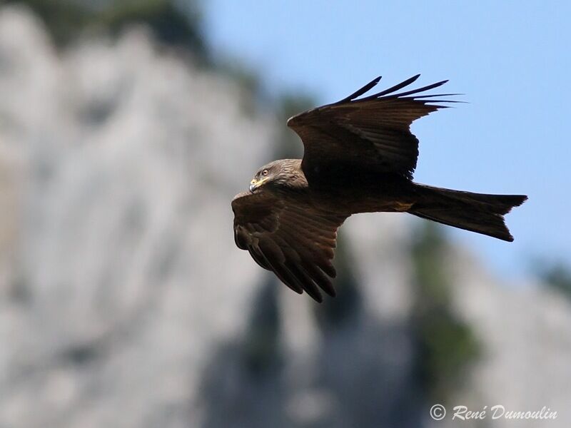 Black Kiteadult, Flight