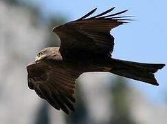 Black Kite