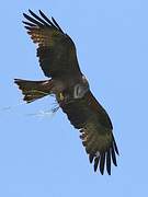 Black Kite