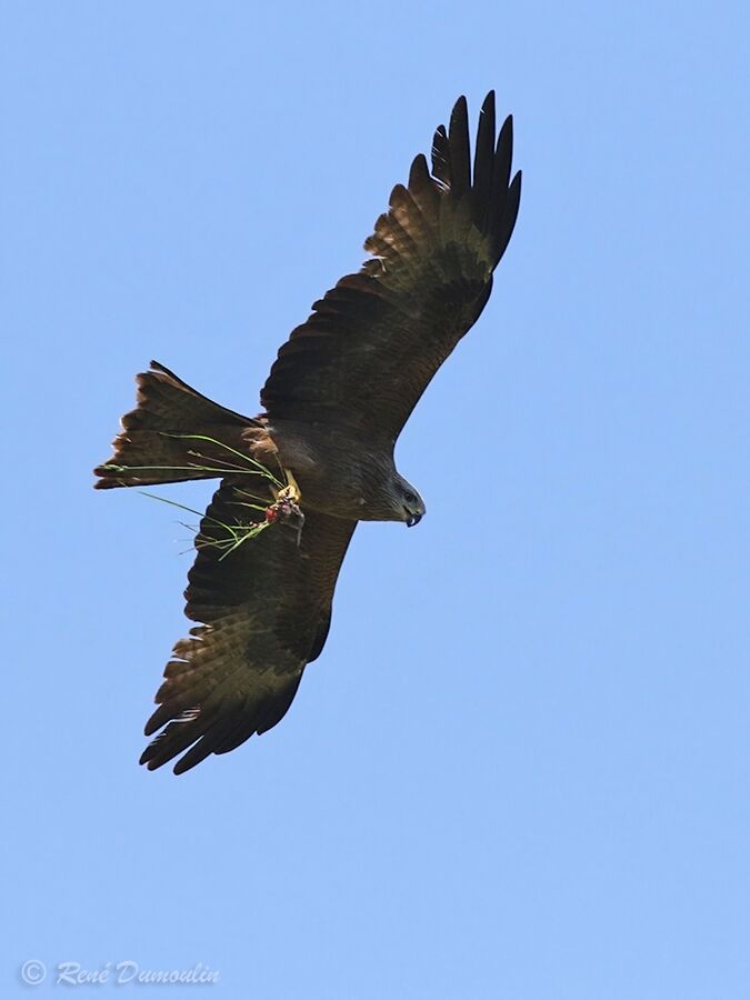 Milan noirimmature, pêche/chasse