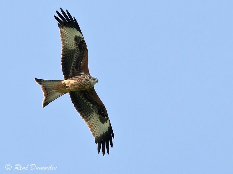 Red Kitejuvenile, Flight