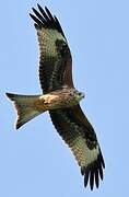 Red Kite