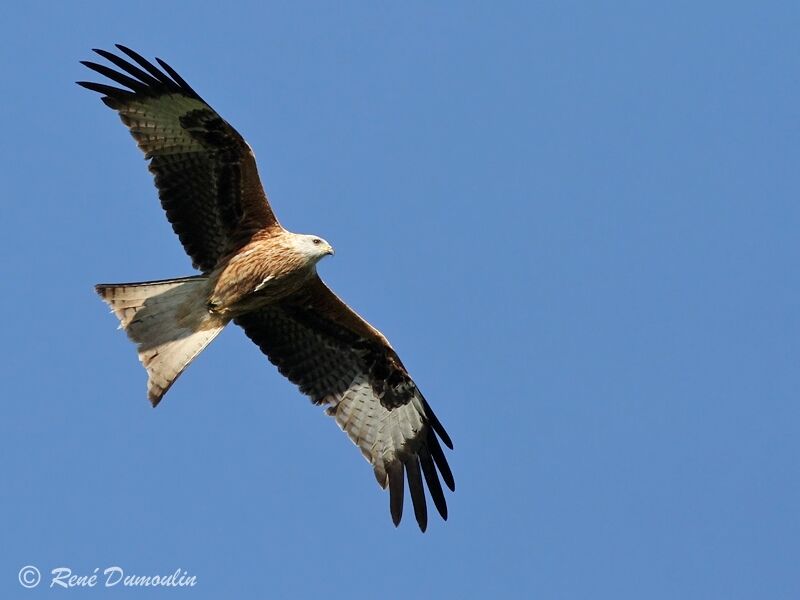 Red Kitejuvenile, Flight