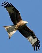 Red Kite