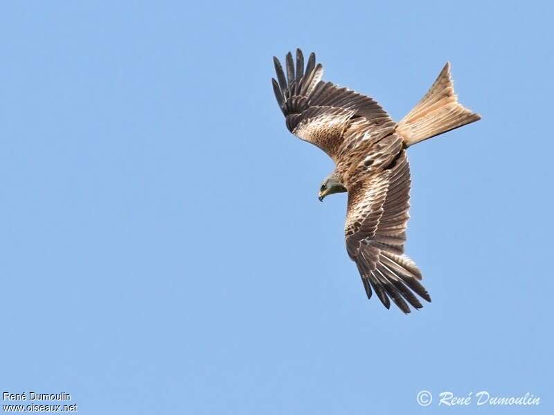 Red Kiteimmature, moulting, pigmentation, Flight