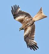 Red Kite