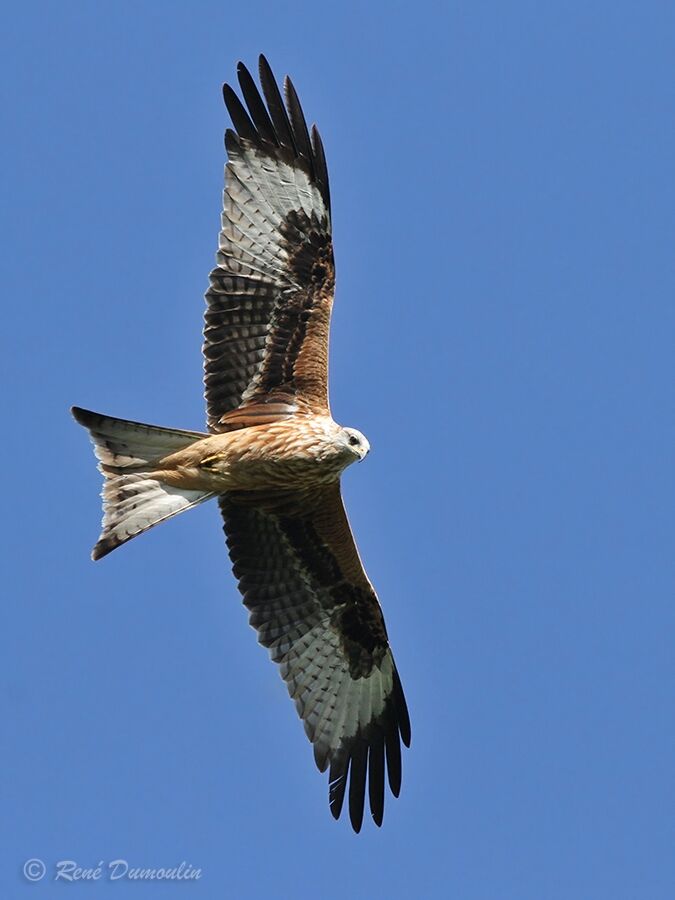 Red Kiteimmature, Flight