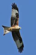 Red Kite