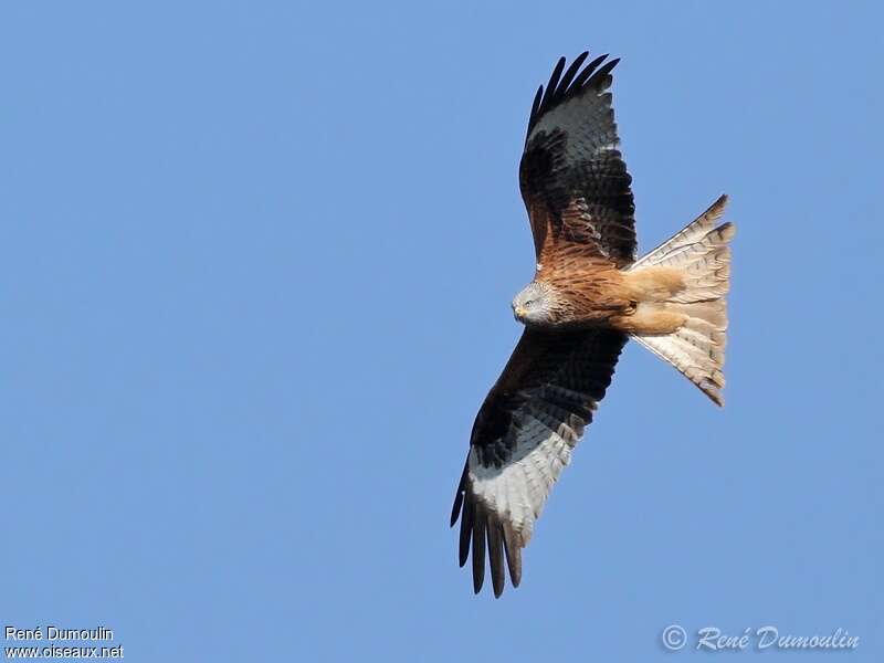 Red Kiteadult, pigmentation, Flight