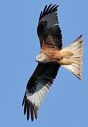 Red Kite