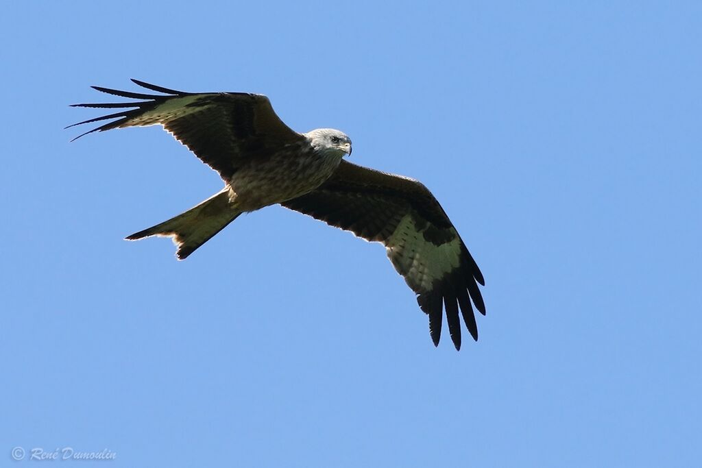 Red Kiteimmature, Flight