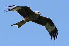 Red Kite