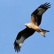 Red Kite