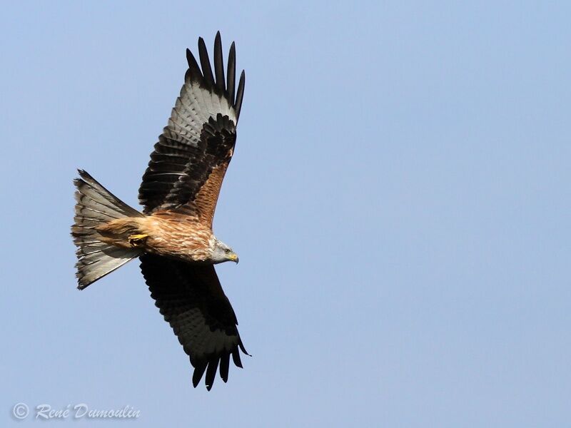 Red Kiteimmature, Flight