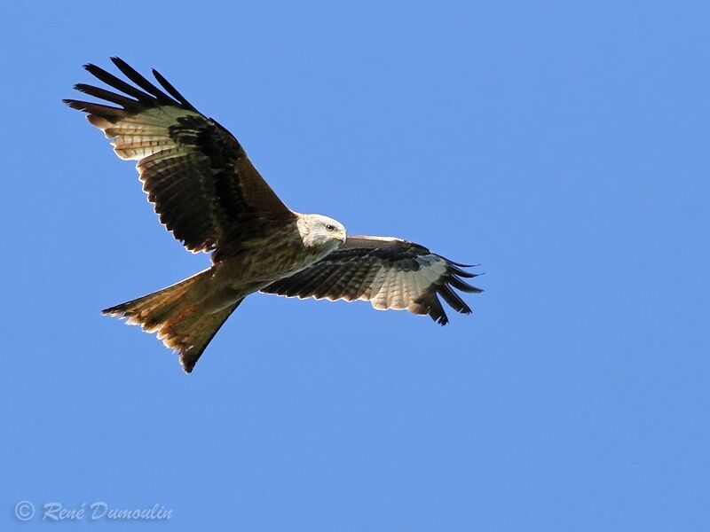 Red Kiteimmature, Flight