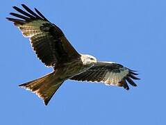 Red Kite