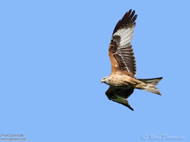 Red Kiteimmature, pigmentation, Flight