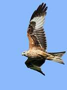 Red Kite