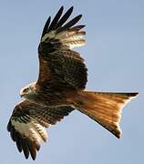 Red Kite